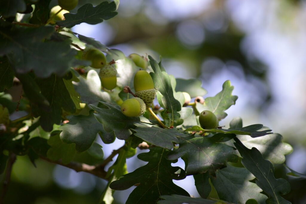 oak, acorn, branch-7502920.jpg